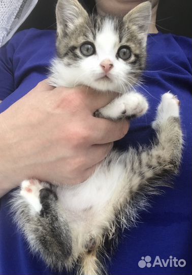 Котенок девочка 2 мес