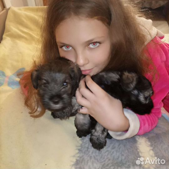 Щенки Цвергшнауцера