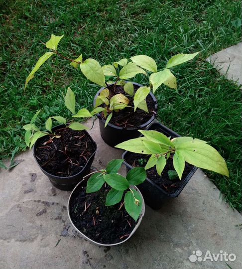 Вейгела, чубушник