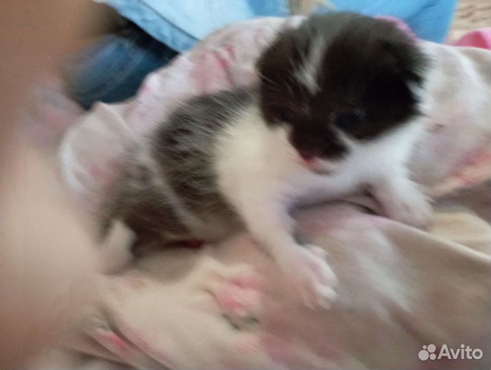 Маленький котёнок мальчик, от кошки мышеловки