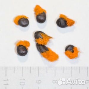 Семена николая