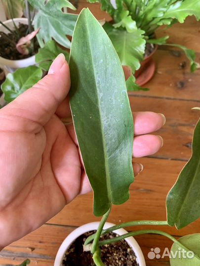 Монстера, филодендроны