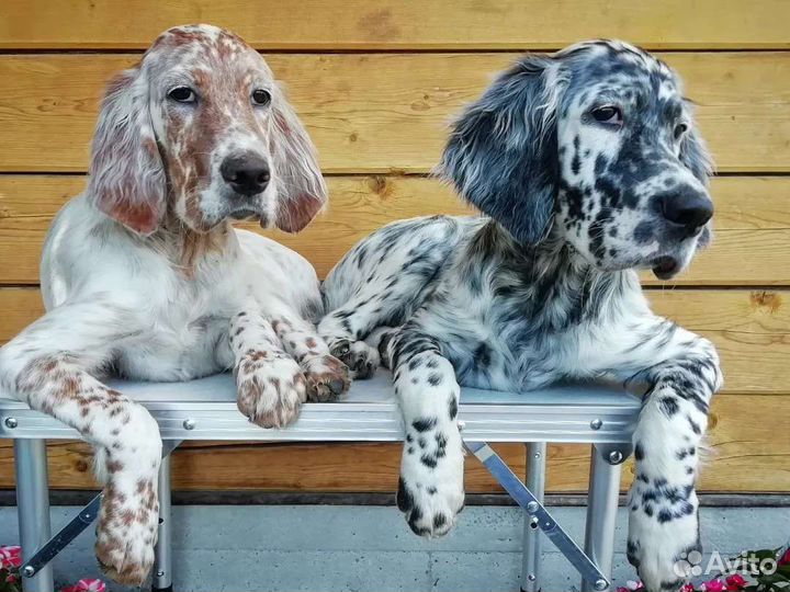 Аристо-щенки сеттера