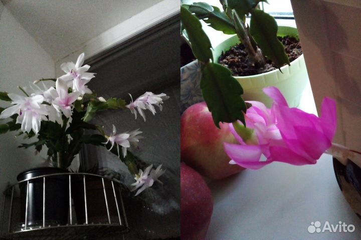 Белый декабрист и другие цветы