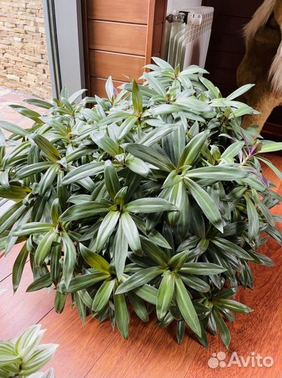 Комнатный цветок Рео черенки с корневой системой