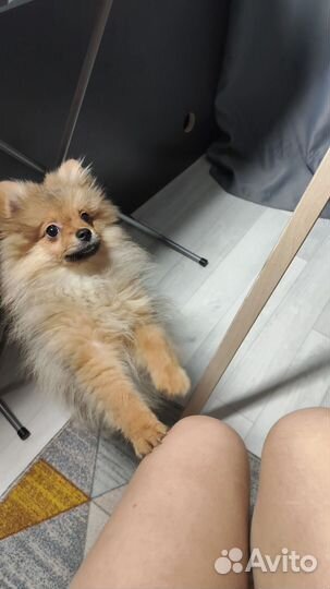 Померанский шпиц