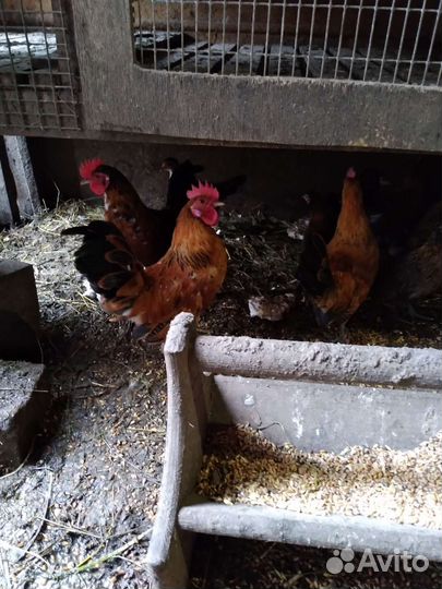 Петушки бентамки