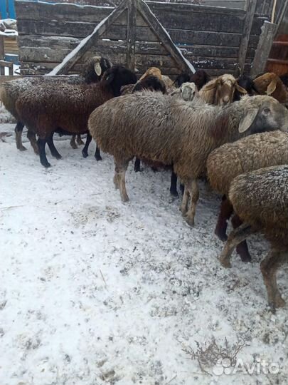 Овцы бараны