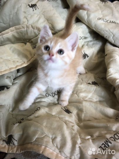 Котик в добрые руки