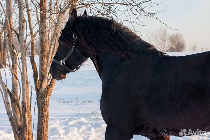 Фриз в аренду