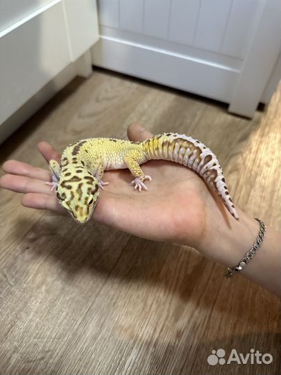 Эублефар самец