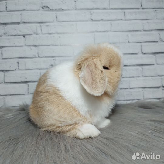 Minilop самец