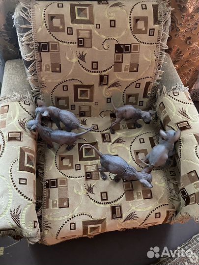 Котята сфинкс