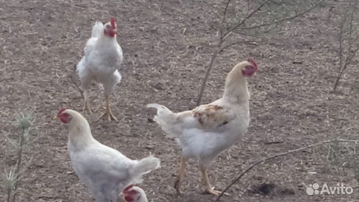 Молодые петушки