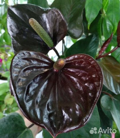 Антуриум блэк лав
