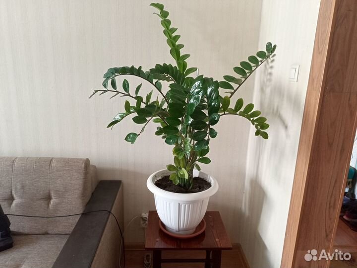 Комнатное растение замиокулькас, долларовое дерево