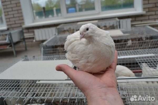 Перепела - Фараон - Белый Американский бройлер