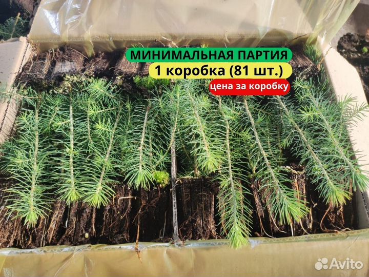 Саженцы сосны зкс