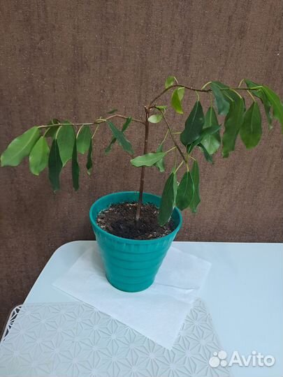 Алое и фикус, колеус, фиалка