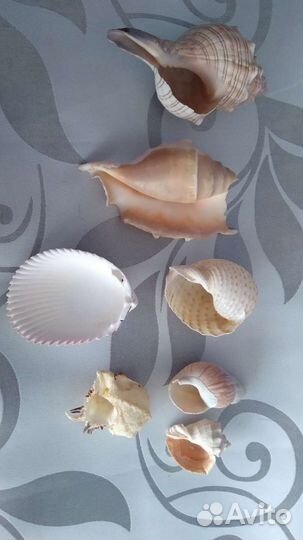 Раковины ракушки