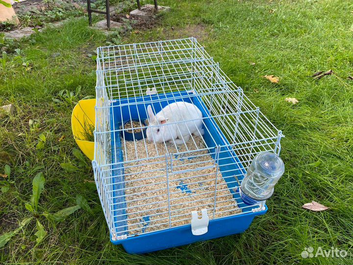 Декоративные кролики