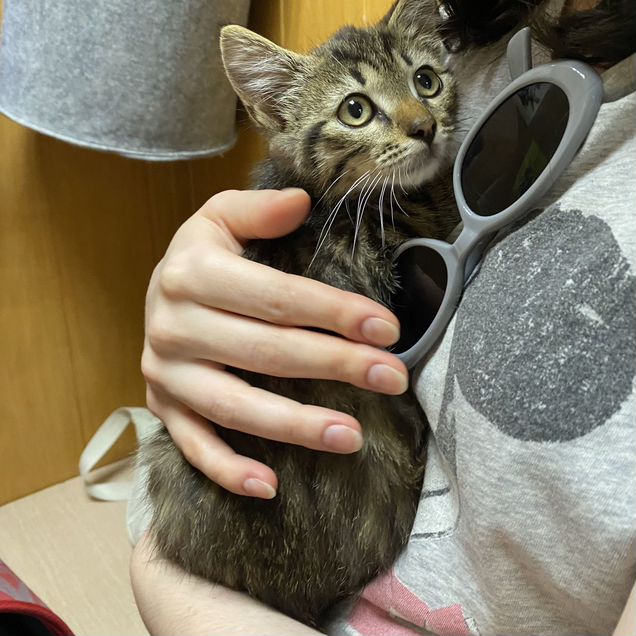 Котёнок в добрые руки