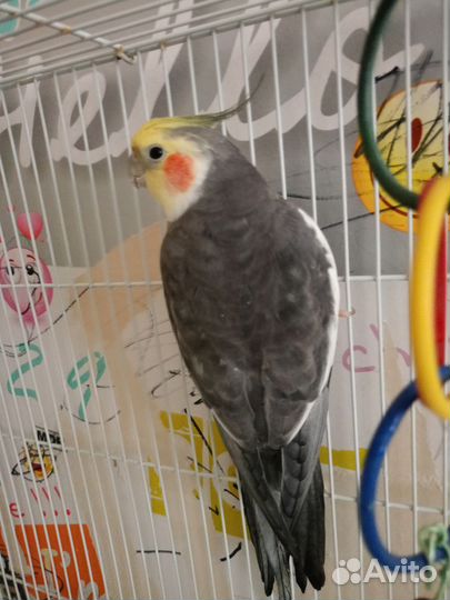 Попугай корелла с клеткой