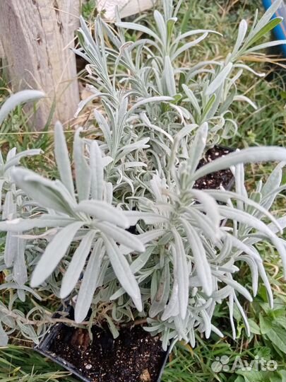 Лаванда саженцы