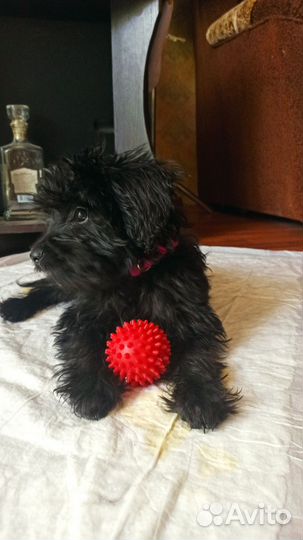 Щенок Йоркипу