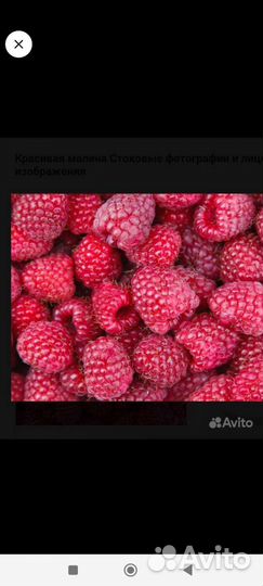 Самосбор малины