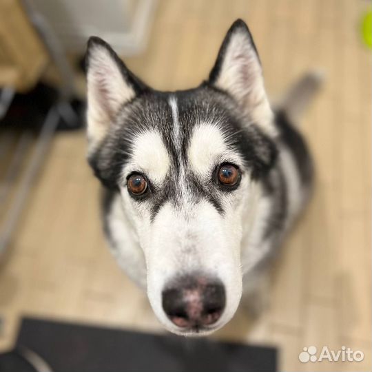 Выгул и передержка крупных собак