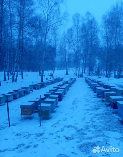 Пчелопакеты