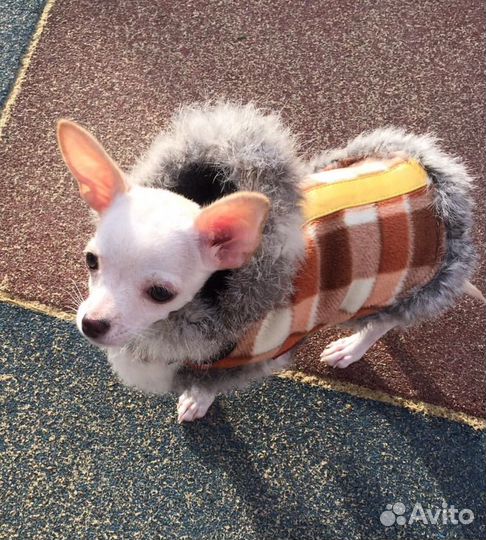 Одежда для маленькой собачки