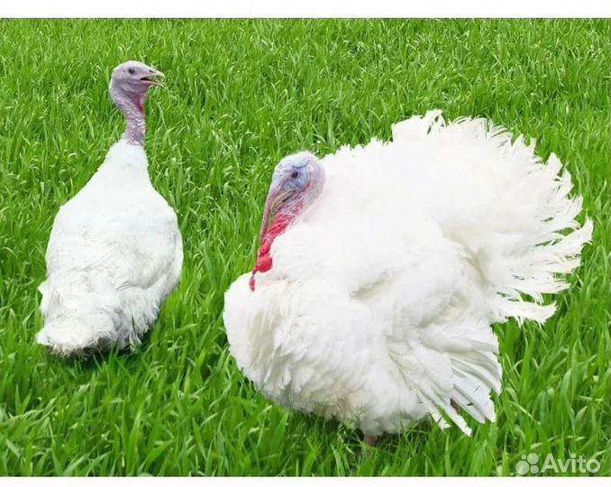 Индюки живым весом