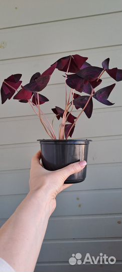 Кислица оксалис