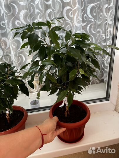 Фикус бенджамина