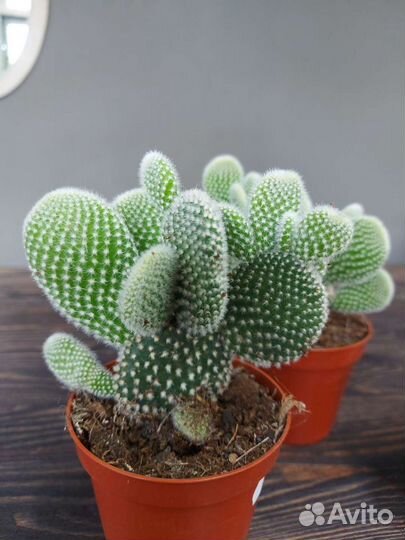 Кактус опунция мелковолосистая Албиспина