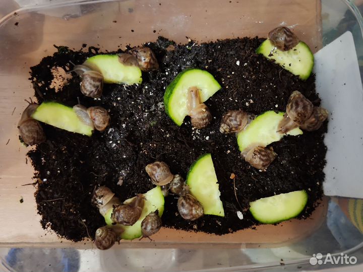 Улитки ахатины