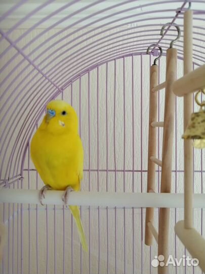 Попугай волнистик с клеткой