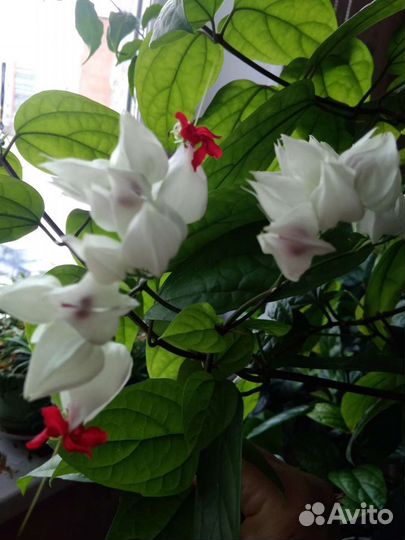 Клеродендрум