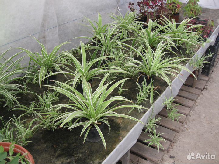 Вариегатный хлорофитум