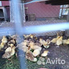 Утята индоутки