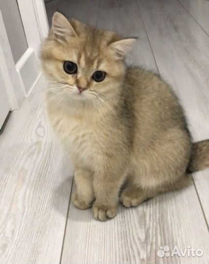 Британская золотая шиншилла