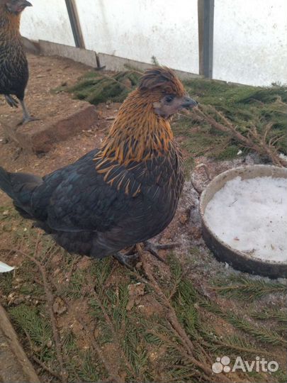 Инкубационное яйцо кур