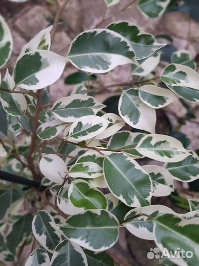 Комнатные растения цветы