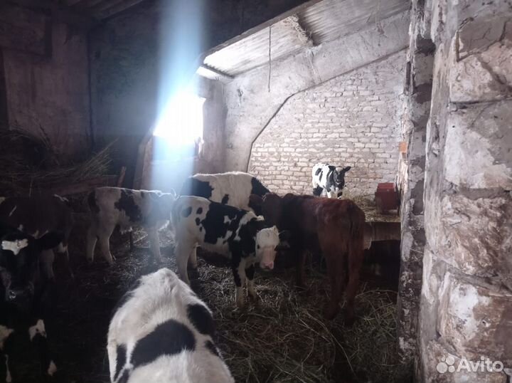 Телята, бычки и телки