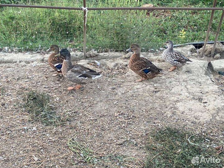 Подсадные дикие утки