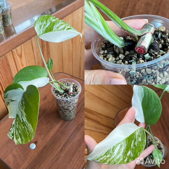 Монстера вариегатная альба