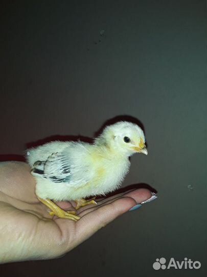 Продам цыплят