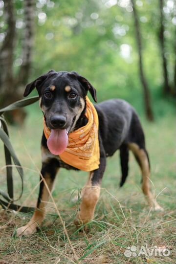 Маленькая собака щенок бесплатно из приюта